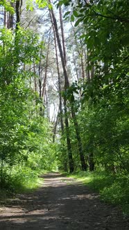 Vertical Video of a Summer Green Forest with Trees During the Day Slow Motion