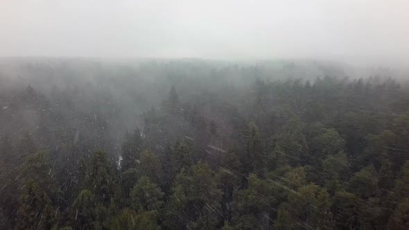 An Aerial View of an Endless Coniferous Forest in a Snowfall