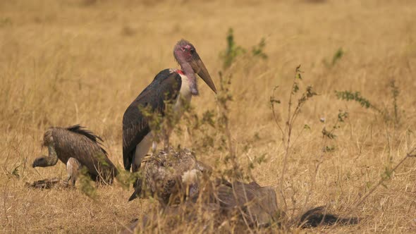 Marabou stork and vultures