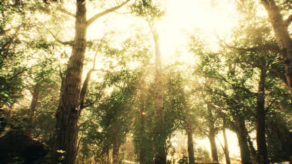 Rays of Sunlight in a Misty Forest in Autumn