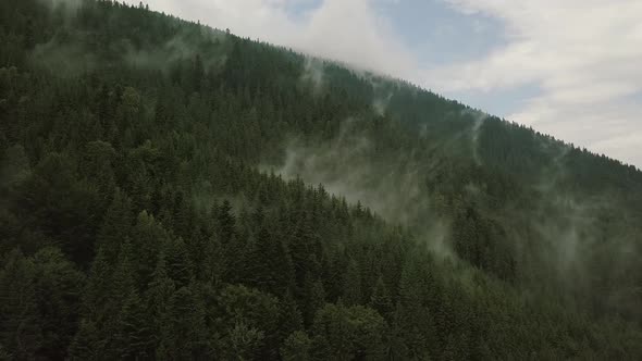 Mystic and Foggy Drone Flight Over the Rainforest in Mountain. Close View