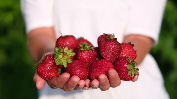 Farmer Holding Big Red Strawberries