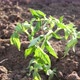 Outdoorplanted Tomato Seedlings - VideoHive Item for Sale