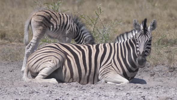 Mother and baby zebra on a dry savanna