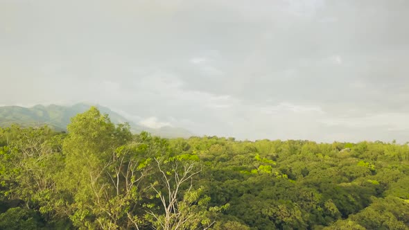 Mango Trees in Tropical Garden and Agricultural Field in Asian Village on Mountain Landscape. Fruit