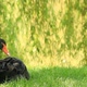 Black  Swan  - VideoHive Item for Sale