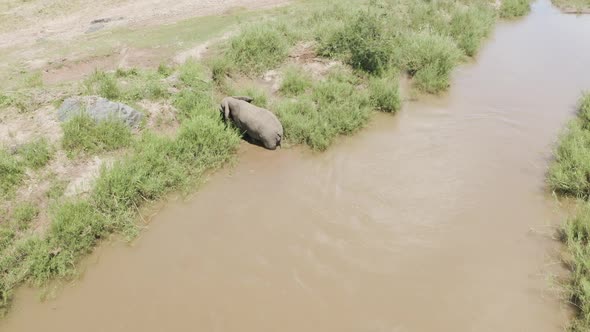 Aerial View of Elephant walking by the river in the savana, Balule Reserve.