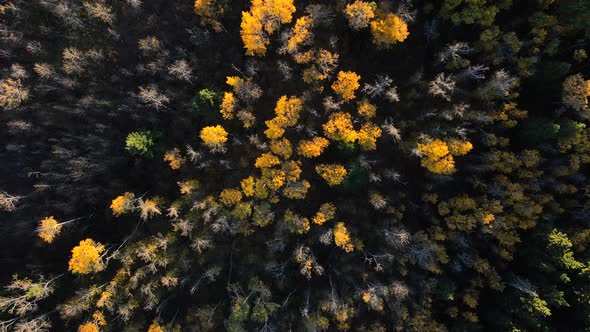 A drone 4K top view of treesing in fall colors such as yellow, ocher, brown and green in a Canadian