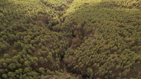 Aerial drone above pine forest in Nerja, Spain