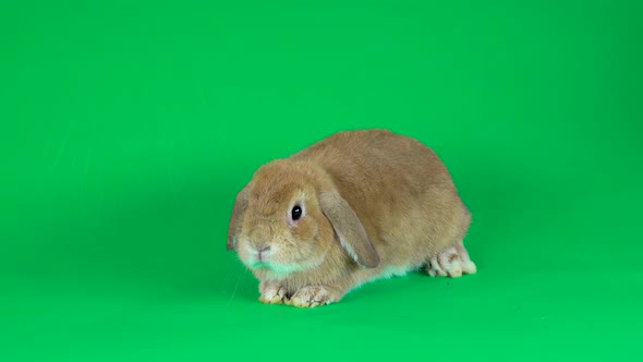 Holland Lop Domestic Rabbit on Green Background at Studio.