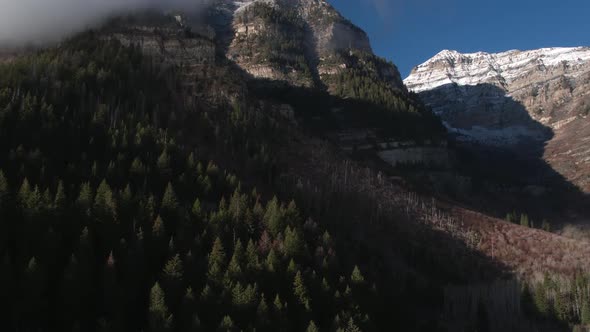 Rising aerial view of pine trees on mountain side