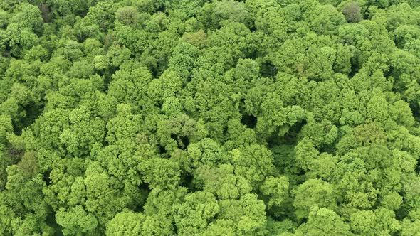 Green Forest and Trees