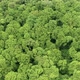 Green Forest and Trees - VideoHive Item for Sale