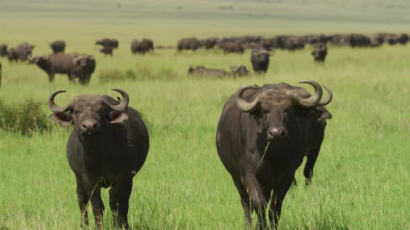 Herd of African buffalos