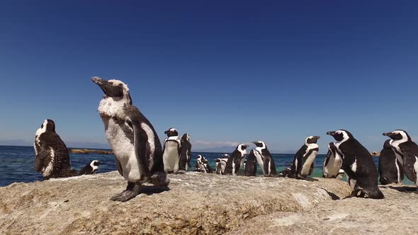 African Penguins On Coastal Rocks