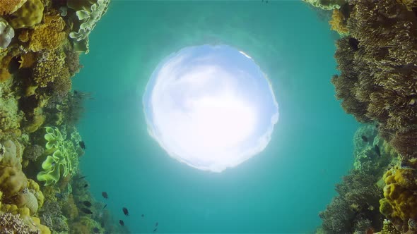 Coral Reef and Tropical Fish Underwater