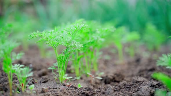 A Beautiful Row of Growing Young Carrots in a Garden Bed Closeup