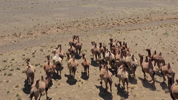 Aerial View of Bactrian Camels Group in Steppe