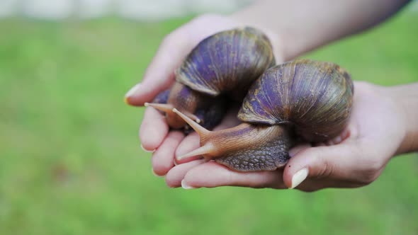 Large African Snails Achatina Fulica on the Female Palm