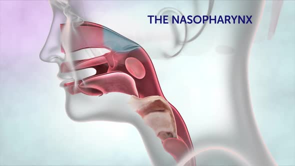 Respiratory system - Nasopharynx