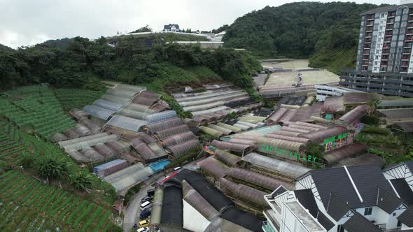 Cameron Highlands, Pahang Malaysia