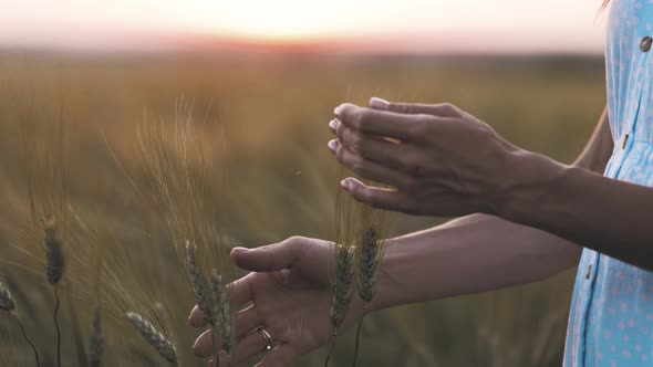 Women Hand in Wheat Field During Sunset