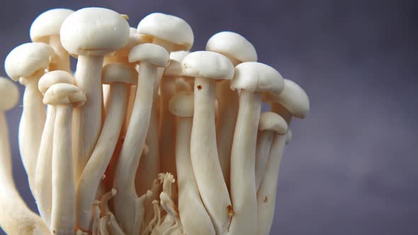 Shimeji Mushroom Isolated on Black Background