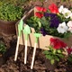 Planting Flower Seedlings in Open Ground in Spring - VideoHive Item for Sale
