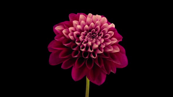 Time-lapse of opening red dahlia