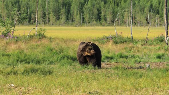 Brown Bear Ursus Arctos in Wild Nature is a Bear That is Found Across Much of Northern Eurasia