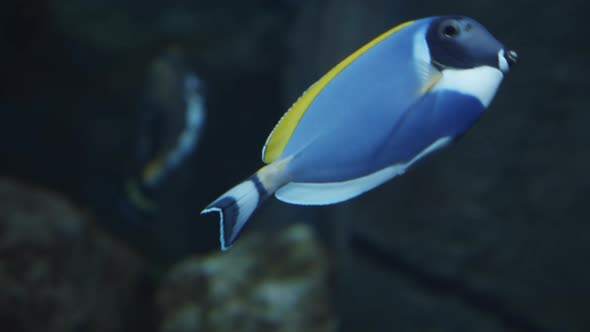 Surgeonfish Also Known As Acanthurus Leucosternon Swims in the Water Fish with a Blue Body Black