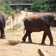 Asian Elephants Walking in Yala National Park - VideoHive Item for Sale