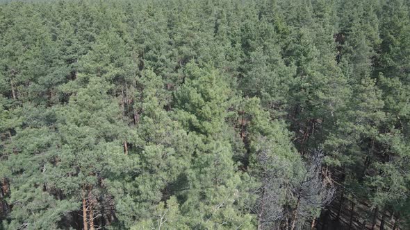 Pine Forest in the Afternoon Aerial View Slow Motion