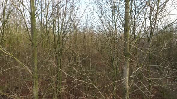 Slowly going upwards to the top of many high oak trees without leaves in a forest patch in winter