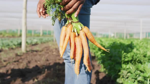 Video of legs of african american man holding carrots and standing in greenhouse