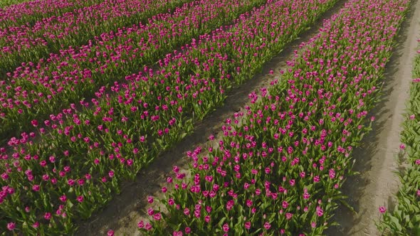 Rows Pink Tulips in northern Holland, Aerial footage.