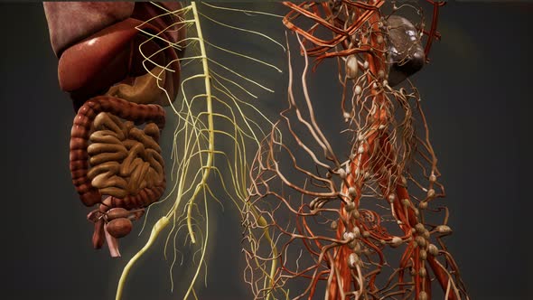 Animated 3D Human Anatomy Illustration