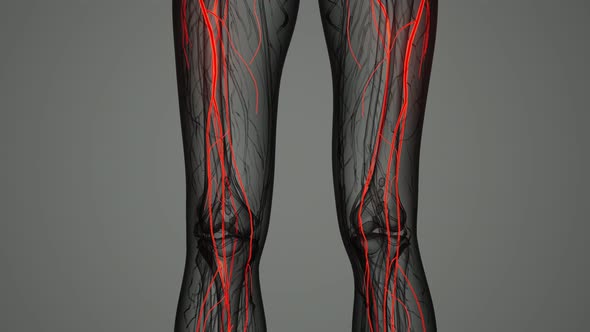 Brain and Nervous System of Human alt