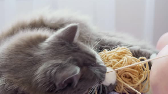 A Beautiful Gray Fluffy Cat Plays with a Ball of Woolen Threads Lies Next to Her Grandmother Who