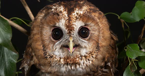 Eurasian Tawny Owl, strix aluco, Portrait of Adult, Normandy, Real Time 4K