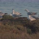 Seagull Lands And Joins Flock - VideoHive Item for Sale