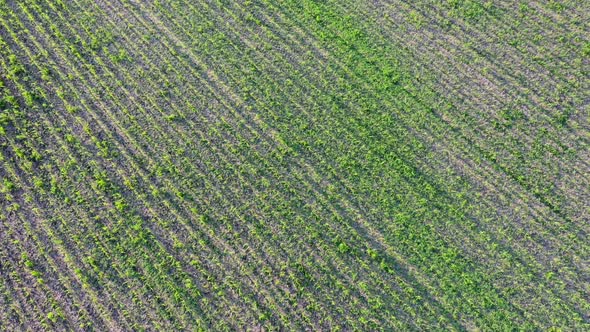 Young Green Corn, Maize Sprouts, Shoots, Planted in Rows in Field, Aerial View