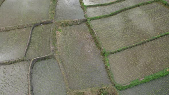 Aerial drone view of agriculture in rice on a beautiful field filled with water