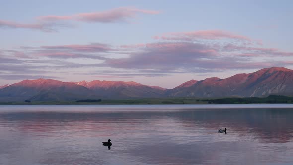 Mallard duck swim in the Lake Tekapo