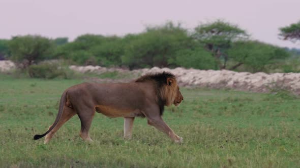 Black-maned Lion Walking On The Grassy Field In Nxai Pan In Botswana Towards The Green Bush Plant -