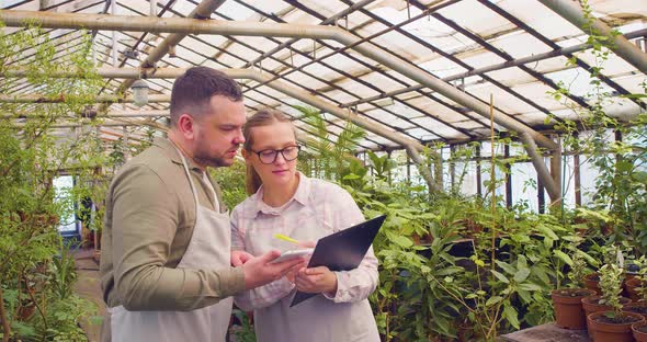 A Young Couple in a Greenhouse Counts and Checks the Quality of Green Sprouts in Pots and Enters