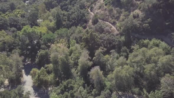 Flying over Los Angeles mountain trees