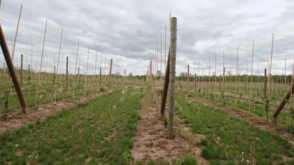 Wide Futage of Apple Plantation of a Large Fruit Farm