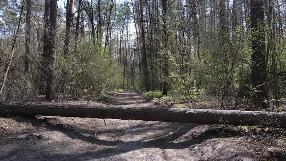 Road in the Forest During the Day Slow Motion