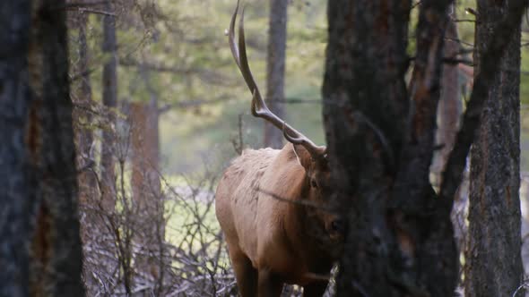 Elk Bull walking towards slurping